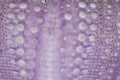 Purple skeleton pattern of Sea urchin. Close up of Disambiguatio as background. Closeup background of skeletons of shell in shades Royalty Free Stock Photo