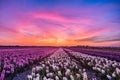 Purple sky and field of hyacinth in Holland Royalty Free Stock Photo