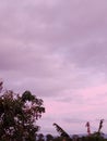 Purple sky is pretty things