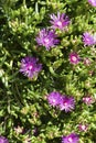 Purple Slenderleaf iceplant in a Seattle garden