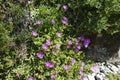 Purple Slenderleaf iceplant in a Seattle garden