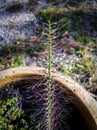 Purple small grass