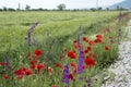 Purple and small white chamomile and red poppy flowers blooming in early summer Royalty Free Stock Photo