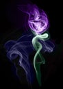 Purple Smoke Rose
