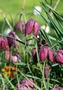 Purple Snake`s Head Fritillary flowers catch the sun. They grow in the grass outside Eastcote House walled garden, London UK