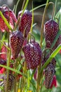 Purple Snake`s Head Fritillary flowers catch the sun. They grow in the grass outside Eastcote House walled garden, London UK