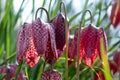 Purple Snake`s Head Fritillary flowers catch the sun. They grow in the grass outside Eastcote House walled garden, London UK