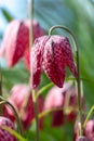 Purple Snake`s Head Fritillary flowers catch the sun. They grow in the grass outside Eastcote House walled garden, London UK