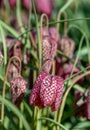 Purple Snake`s Head Fritillary flowers catch the sun. They grow in the grass outside Eastcote House walled garden, London UK