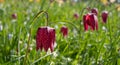 Purple snake`s head fritillary flowers growing wild in Magdalen Meadow which runs along the banks of River Cherwell in Oxford UK