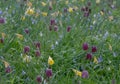 Purple snake`s head fritillary flowers growing wild in Magdalen Meadow which runs along the banks of River Cherwell in Oxford UK