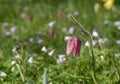 Purple snake`s head fritillary flowers growing wild in Magdalen Meadow which runs along the banks of River Cherwell in Oxford UK