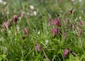 Purple snake`s head fritillary flowers growing wild in Magdalen Meadow which runs along the banks of River Cherwell in Oxford UK