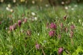 Purple snake`s head fritillary flowers growing wild in Magdalen Meadow which runs along the banks of River Cherwell in Oxford UK