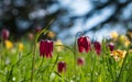 Purple snake`s head fritillary flowers growing wild in Magdalen Meadow which runs along the banks of River Cherwell in Oxford UK