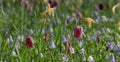 Purple snake`s head fritillary flowers growing wild in Magdalen Meadow which runs along the banks of River Cherwell in Oxford UK