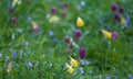 Purple snake`s head fritillary flowers growing wild in Magdalen Meadow which runs along the banks of River Cherwell in Oxford UK