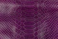 Purple snake skin texture. Abstract background and texture for design