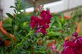 Purple Snapdragon Flower Closeup in Pot Royalty Free Stock Photo