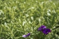 Purple soprano flower, african daisy, in bloom on a green grass flowerbed