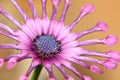 Purple Soprano Lilac Spoon Osteospermum flower African Daisy