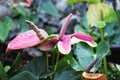 Purple spadix flower in the garden for blur background. Royalty Free Stock Photo