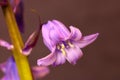 Purple Petal Spanish Bluebell 01 Royalty Free Stock Photo