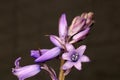 Purple Spanish Bluebell 06 Royalty Free Stock Photo
