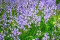 Purple Spanish bluebell flowers growing in a garden in spring. Multiple pretty and colorful perennial flowering plants Royalty Free Stock Photo