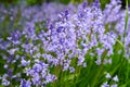 Purple Spanish bluebell flowers growing in a garden in spring. Multiple pretty and colorful perennial flowering plants Royalty Free Stock Photo