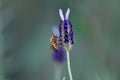 Purple Spanish Lavender being pollinated by honeybee Royalty Free Stock Photo