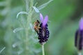 Purple Spanish Lavender being pollinated by ybee