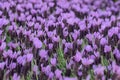 Purple Spanish Lavender