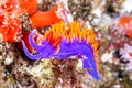 Purple Spanish shawl nudibranch