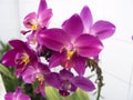 Purple Spathoglottis orchid Royalty Free Stock Photo