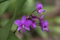 Purple Spathoglottis Orchids