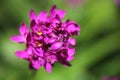Purple Spathoglottis plicata orchid Royalty Free Stock Photo