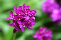 Purple Spathoglottis plicata orchid Royalty Free Stock Photo