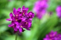 Purple Spathoglottis plicata orchid Royalty Free Stock Photo