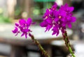 Purple Spathoglottis Plicata Orchids