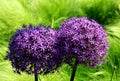 Giant purple onion flower head closeup in public park with soft green grass background Royalty Free Stock Photo