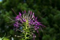 purple spider flower bloom, Cleome spinosa, with cannabis like fragrance appearance