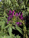 purple spider flower bloom, Cleome spinosa, with cannabis like fragrance appearance Royalty Free Stock Photo