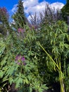 purple spider flower bloom, Cleome spinosa, with cannabis like fragrance appearance