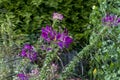 purple spider flower bloom, Cleome spinosa, with cannabis like fragrance appearance