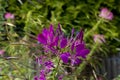 purple spider flower bloom, Cleome spinosa, with cannabis like fragrance appearance