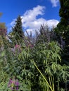 purple spider flower bloom, Cleome spinosa, with cannabis like fragrance appearance