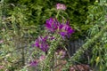 purple spider flower bloom, Cleome spinosa, with cannabis like fragrance appearance