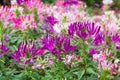 Purple spider flower in the garden