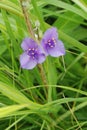 Purple Spiderwort wildflowers growing in a meadow